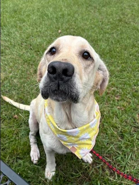 Photo of A524951, adoptable Labrador Retriever in Wilmington, North Carolina