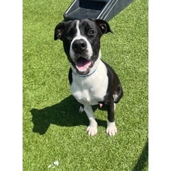 Photo of Milo, adoptable American Pit Bull Terrier in Baton Rouge, Louisiana