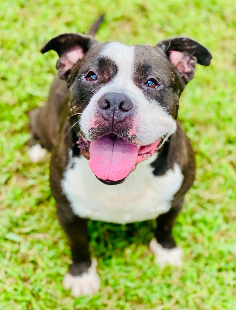 Photo of Roxy, adoptable Pit Bull Terrier in Chickamauga, Georgia