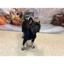 Photo of Dottie, adoptable French Bulldog in Doral, Florida