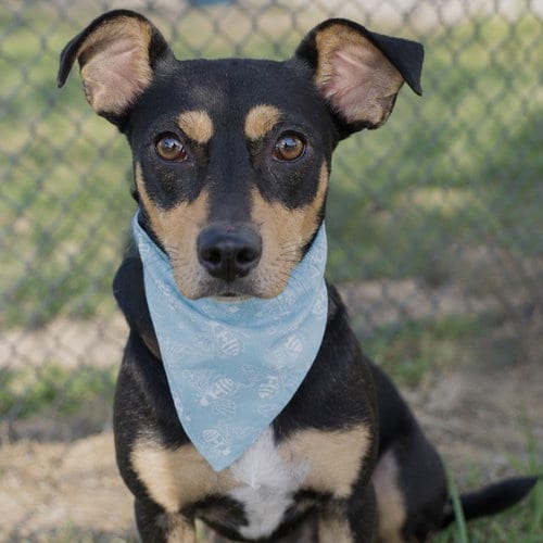 Photo of Monet Croquet, adoptable Terrier in San Antonio, Texas