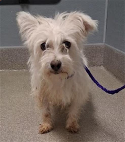 Photo of Lucy, adoptable Terrier in Las Vegas, Nevada
