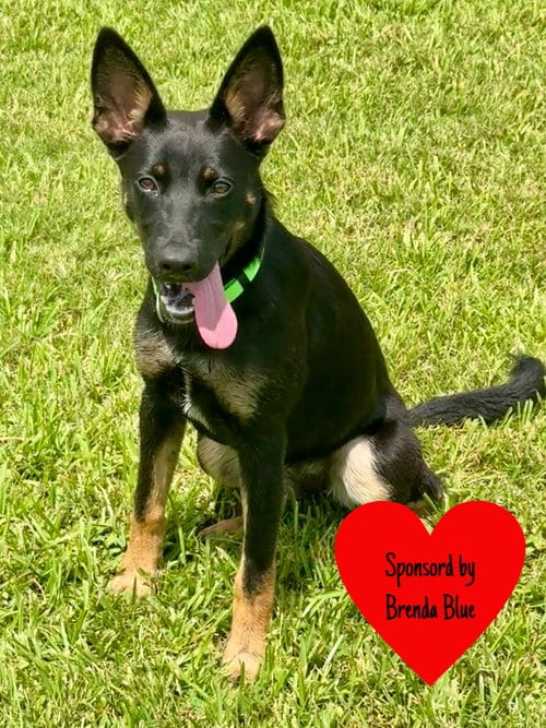 Photo of Aberdeen, adoptable German Shepherd Dog in San Leon, Texas