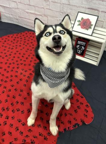 Photo of Midnight, adoptable Siberian Husky in Detroit, Michigan