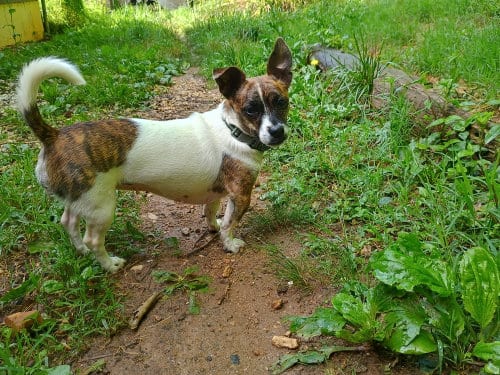 Photo of Candy, adoptable Dachshund in Candler, North Carolina