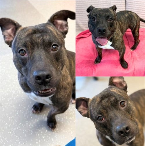 Photo of Declan, adoptable Pit Bull Terrier in Fort Wayne, Indiana
