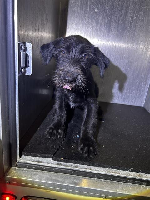 Photo of Velma, adoptable Terrier in San Antonio, Texas