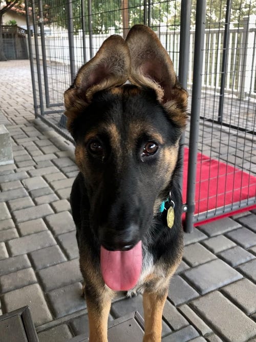 Photo of Callie, adoptable German Shepherd Dog in Cupertino, California