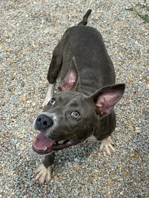 Photo of Virginia Woof, adoptable Pit Bull Terrier in Augusta, Georgia