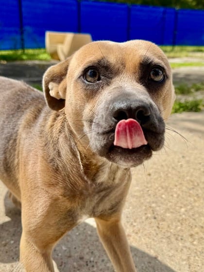 Photo of Remy, adoptable Mixed Breed in New Orleans, Louisiana