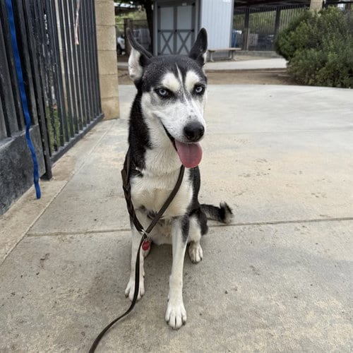 Photo of Snow, adoptable Siberian Husky in Riverside, California