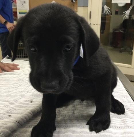 Photo of Froggy, adoptable Labrador Retriever in Riverside, California