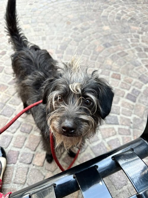 Photo of Duke, adoptable Terrier in Los Angeles, California
