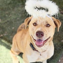 Photo of Agnes, adoptable Labrador Retriever Pit Bull Terrier in Ventura, California