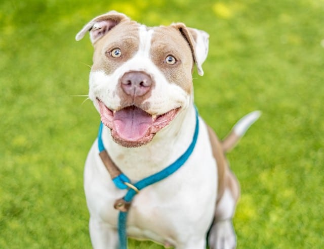 Photo of Julissa, adoptable Pit Bull Terrier mix in San José, California