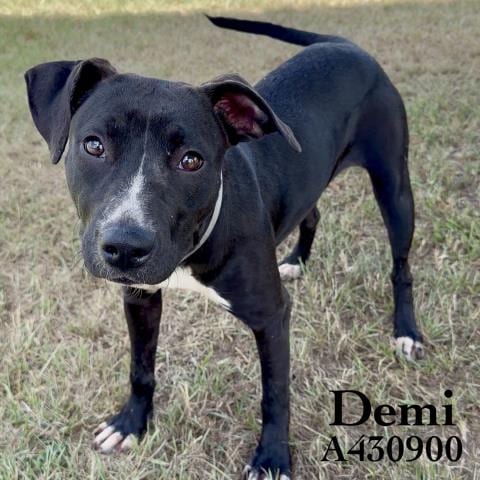 Photo of Demi, adoptable Pit Bull Terrier in Conroe, Texas