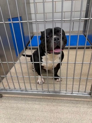 Photo of Bossman, adoptable Bully American - XL/Mix