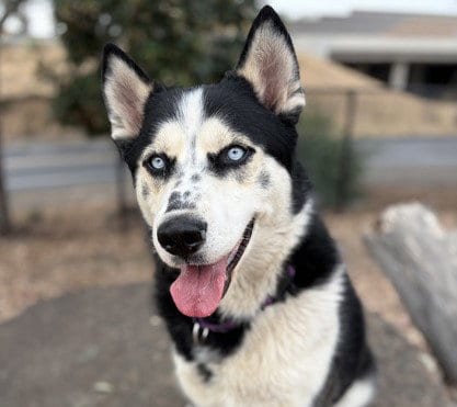 Photo of Ridley, adoptable Siberian Husky in Martinez, California
