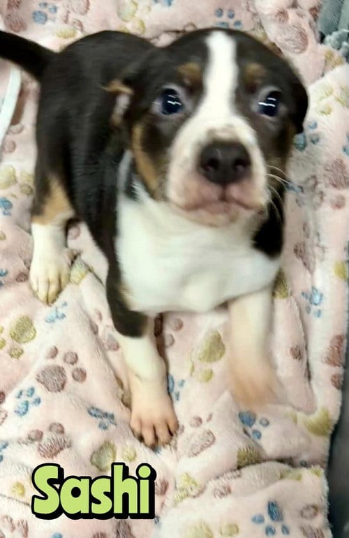 Photo of Sashi, adoptable Unknown breed in Holbrook, New York