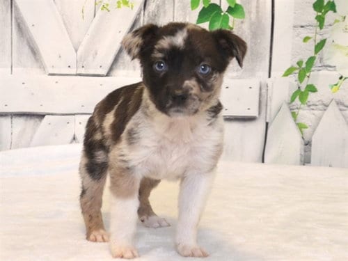 Photo of Cookies & Cream, adoptable Catahoula Leopard Dog in Oroville, California