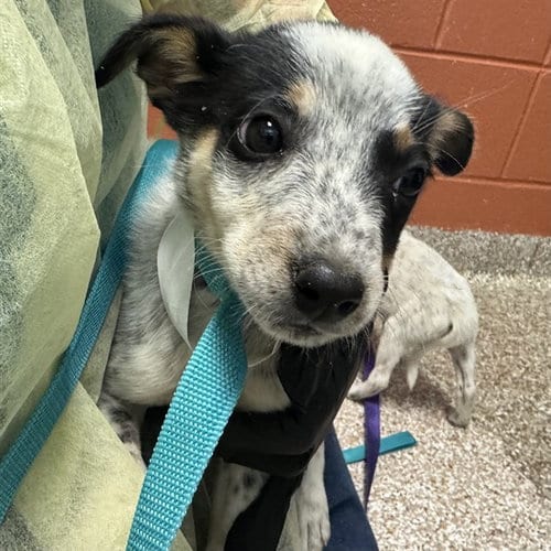 Photo of Allie, adoptable Australian Cattle Dog/Blue Heeler in Pueblo, Colorado