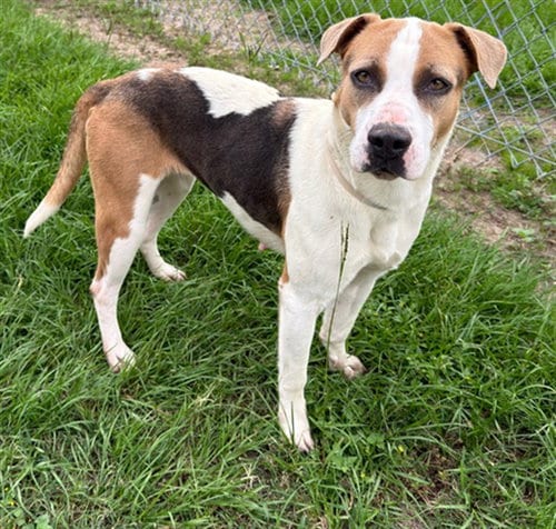 Photo of Carly, adoptable Labrador Retriever in Conroe, Texas