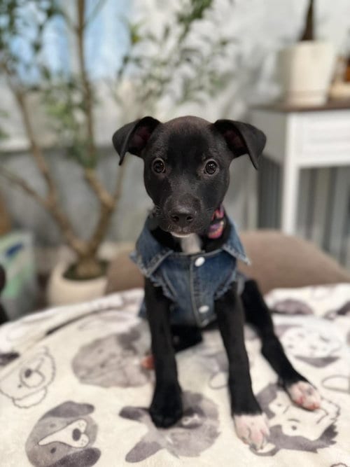 Photo of Blossom, adoptable Unknown breed (short coat) in Visalia, California