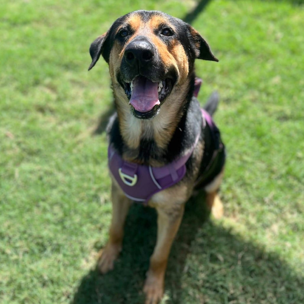 Photo of Bear, adoptable Shepherd, German / Hound in Houston, Texas