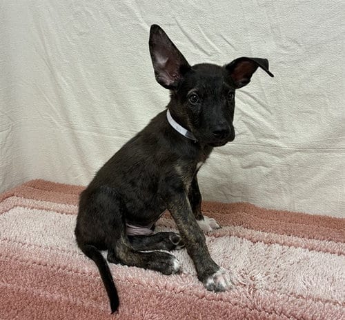 Photo of Norton, adoptable Labrador Retriever in Lancaster, California