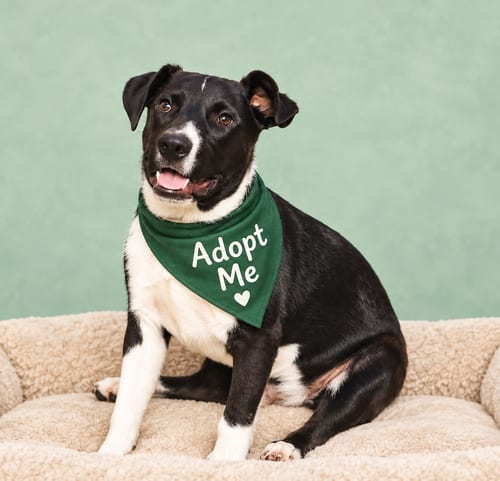 Photo of Travis, adoptable American Staffordshire Terrier in Inglewood, California
