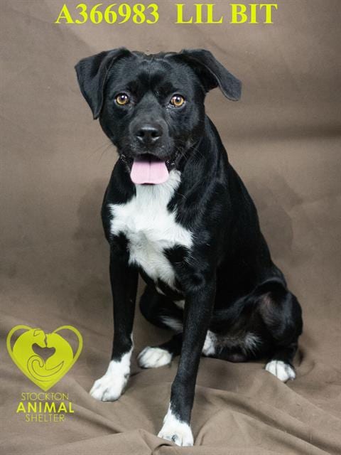Photo of Lil Bit, adoptable Terrier in Stockton, California