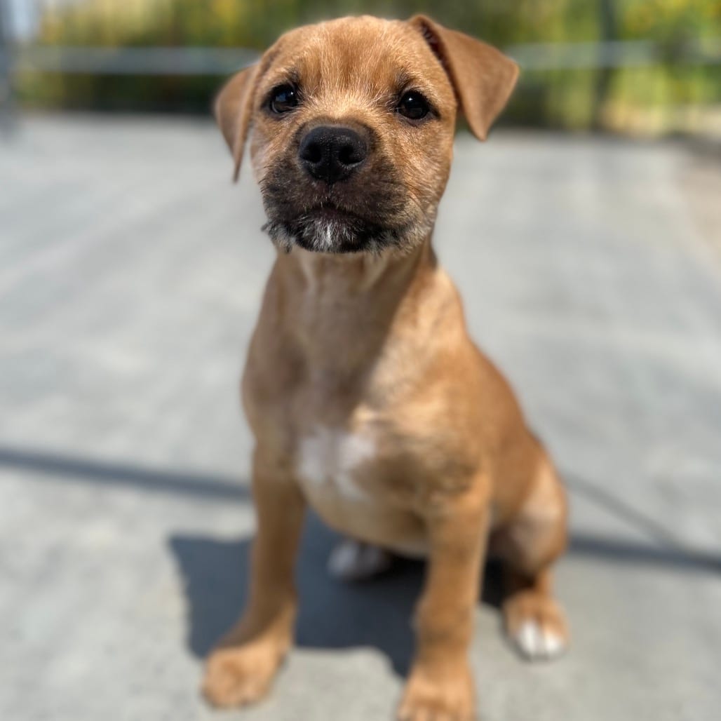Photo of Artemis, adoptable Terrier / Mixed Breed (Small) in Riverside, California
