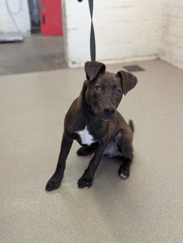 Photo of Gumbo, adoptable Labrador Retriever in San Bernardino, California