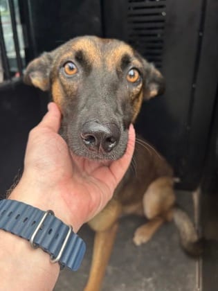 Photo of Werewolf, adoptable dog in Georgetown, Texas