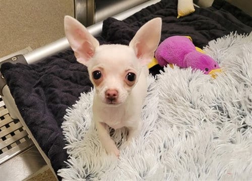 Photo of Kiki, adoptable Chihuahua in Denver, Colorado