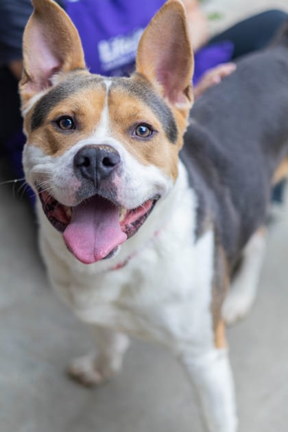Photo of Code, adoptable dog in Chamblee, Georgia