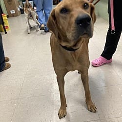 Photo of Nina, adoptable Hound (Unknown Type) in Burnsville, North Carolina