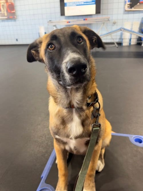 Photo of Rosie's Puppy Ranger, adoptable Labrador Retriever in San Diego, California
