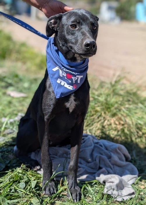 Photo of Toby, adoptable Labrador Retriever in San Diego, California