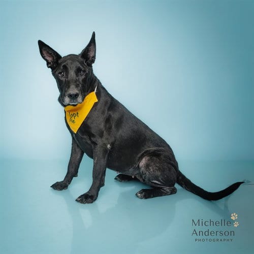 Photo of Gothel, adoptable German Shepherd Dog in Corona, California