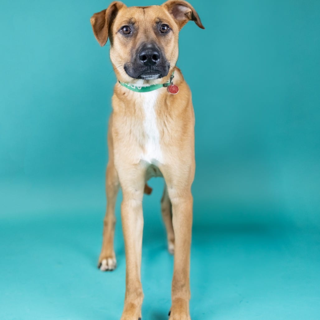 Photo of Sprout, adoptable Mixed Breed (Medium) in Portland, Oregon