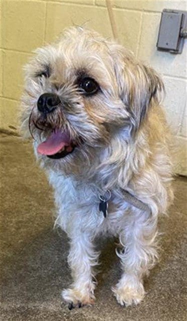 Photo of September, adoptable Lhasa Apso in Sacramento, California