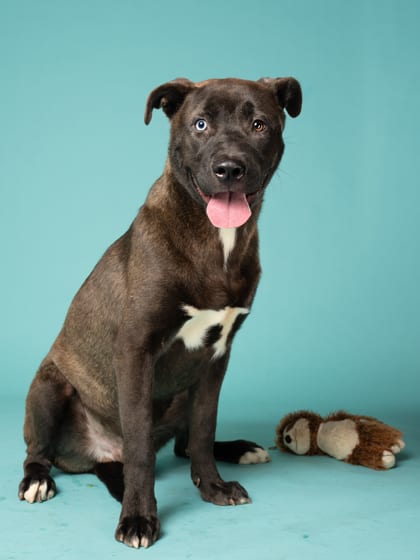 Photo of Canelo, adoptable dog in Atlanta, Georgia