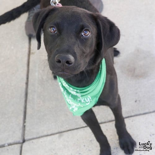 Photo of Louise, adoptable Labrador Retriever in Washington, District of Columbia
