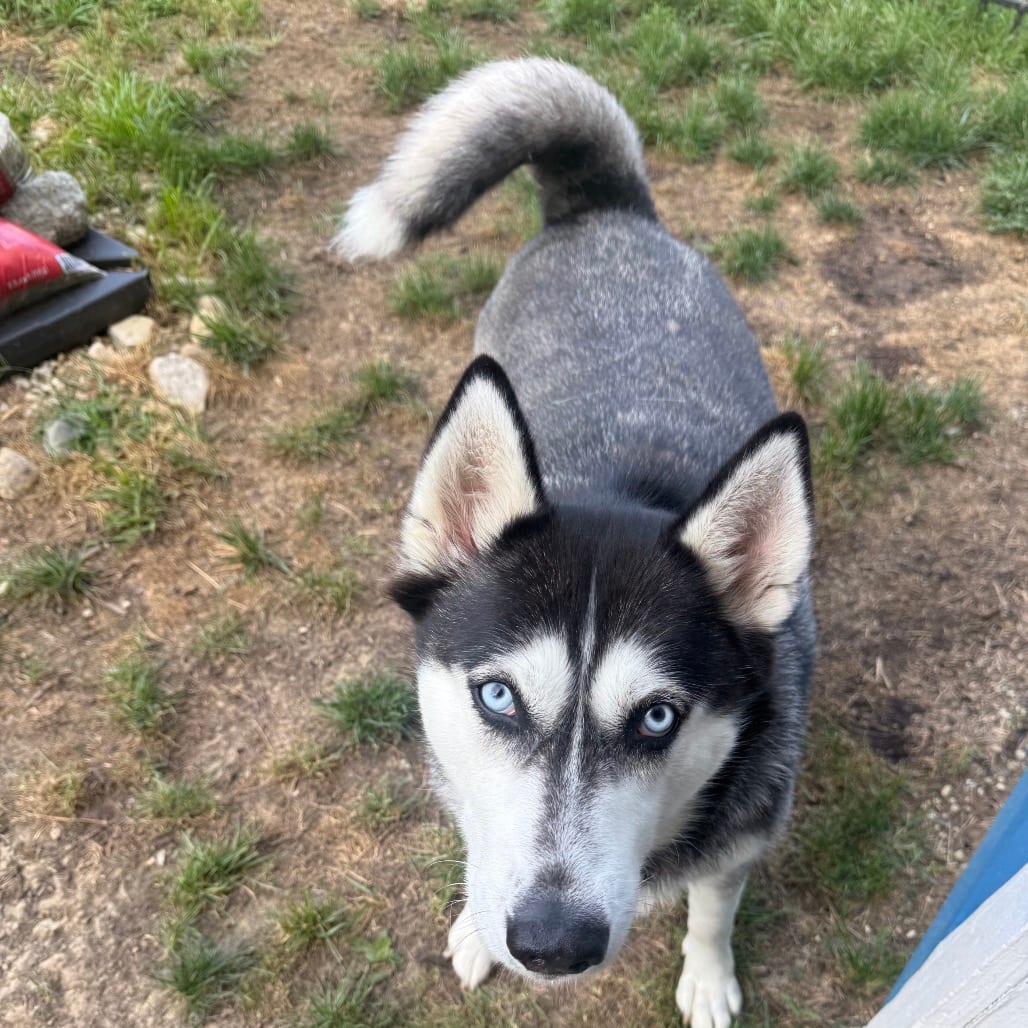 Photo of Lucy Lou, adoptable Husky in Ohio, Ohio