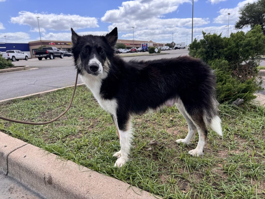Photo of Bug, adoptable Border Collie in Texas