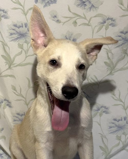 Photo of Luka, adoptable German Shepherd Dog in Wetumpka, Alabama