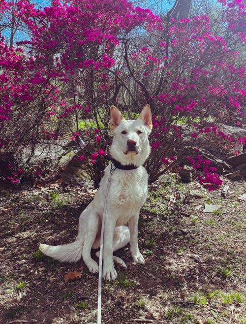 Photo of Coco ("Clive"), adoptable German Shepherd Dog in Winston Salem, North Carolina