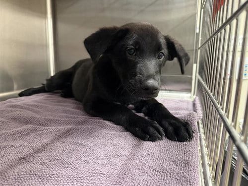 Photo of Bello, adoptable Labrador Retriever in Grand Prairie, Texas