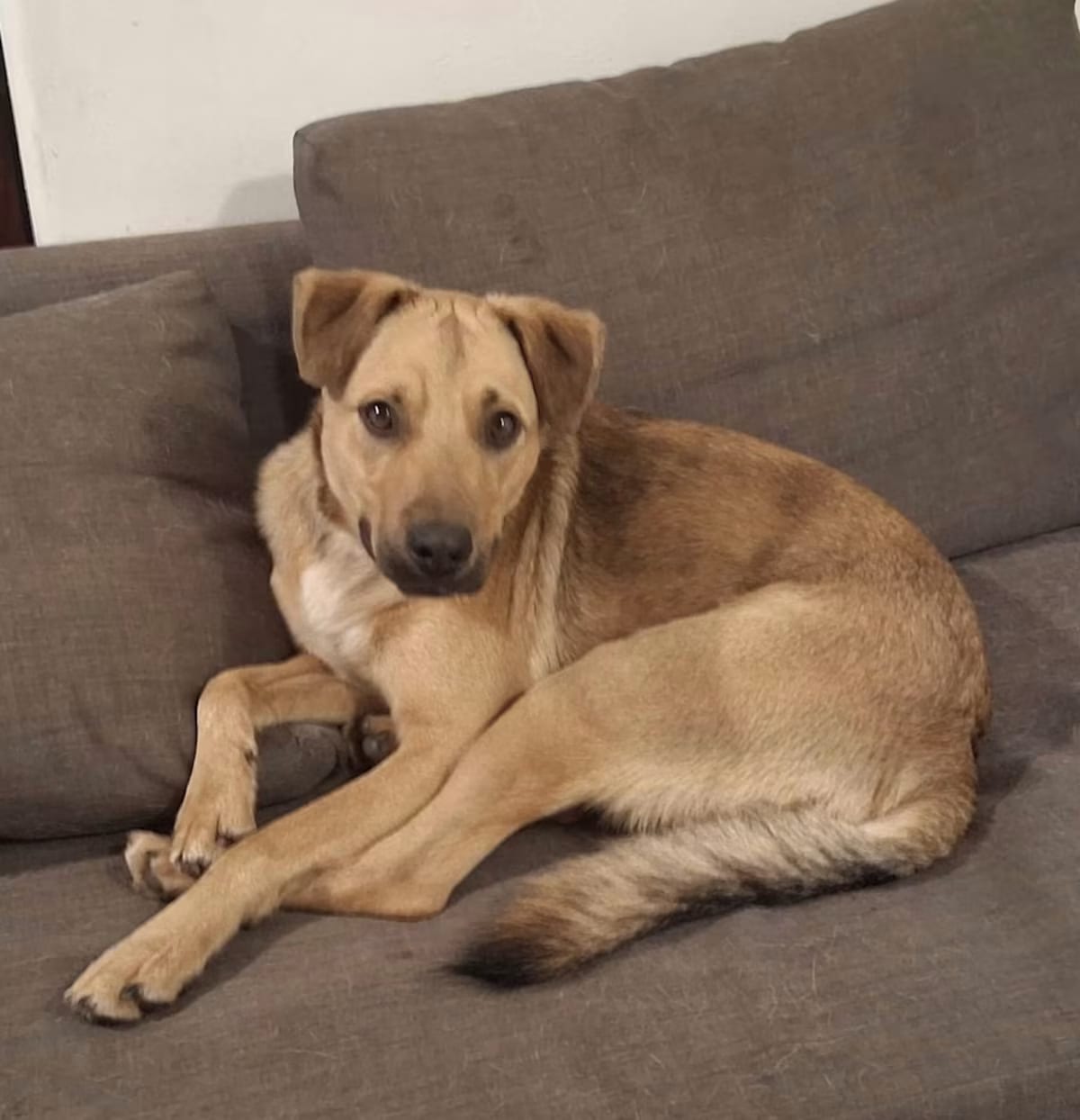 Photo of Firu, adoptable Labrador Retriever Mixed Breed (Medium) in Boulder, Colorado